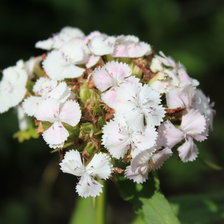 Схема вышивки «цветы»