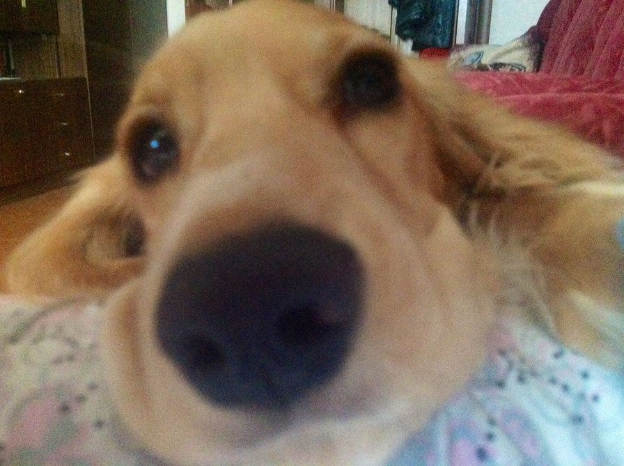 Спаниель - животные - оригинал