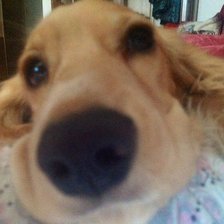 Схема вышивки «Спаниель»