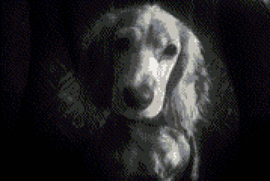 Спаниель - животные - предпросмотр