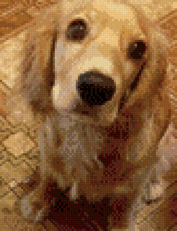 Спаниель - животные, собаки - предпросмотр