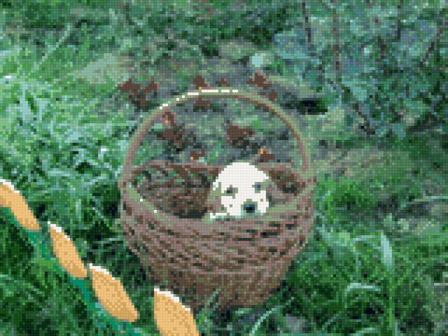 Щенок - животные - предпросмотр