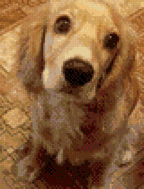 Спаниель - собака - предпросмотр