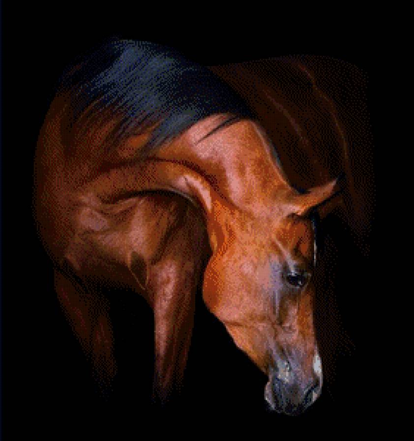 Лошадь - животные, лошади - предпросмотр