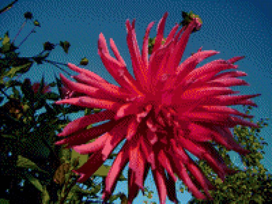 георгин - осень, цветы, георгин - предпросмотр