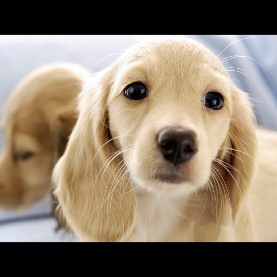 собачки - животные - оригинал