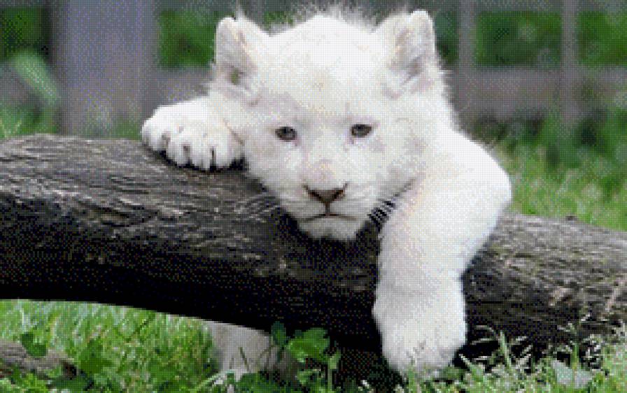 Белый тигренок - животные, природа - предпросмотр