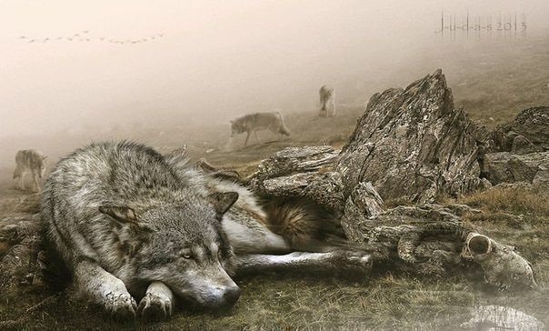 Волк и щенок - животные, волк, одиночество, собаки - оригинал