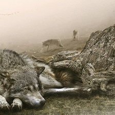 Волк и щенок