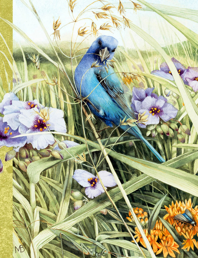 bird - pticy - оригинал