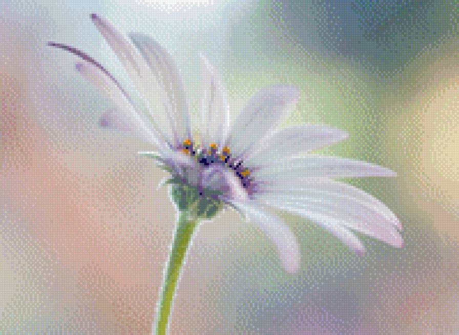 №496452 - цветы - предпросмотр