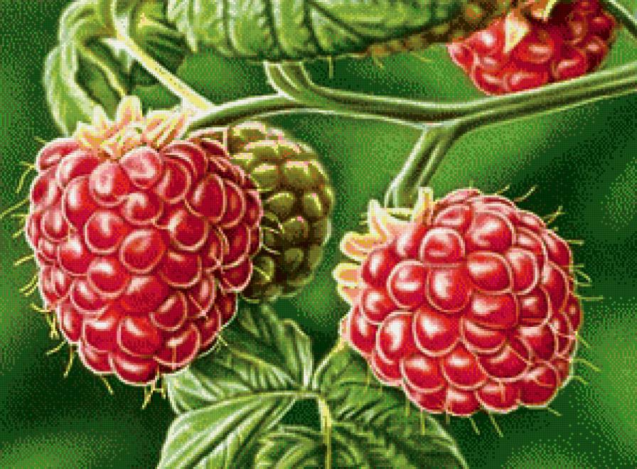 Малина - ягоды, малина - предпросмотр