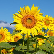 Схема вышивки «подсолнухи1»