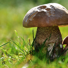 Схема вышивки «Грибы»