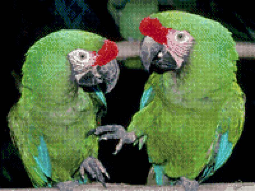 два зеленых попугая - предпросмотр