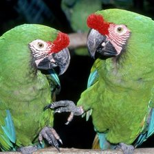 два зеленых попугая