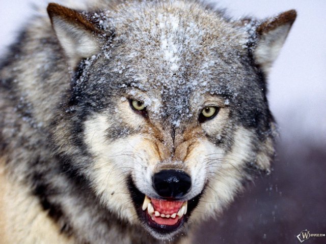 злой волк - волки, животные - оригинал