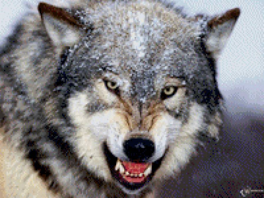 злой волк - волки, животные - предпросмотр