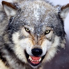 Схема вышивки «злой волк»