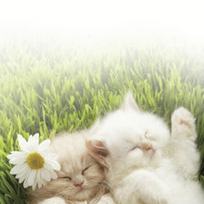 Схема вышивки «В ромашках»