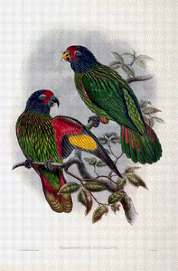 Серия "Птички-невелички" - птицы, попугаи - предпросмотр