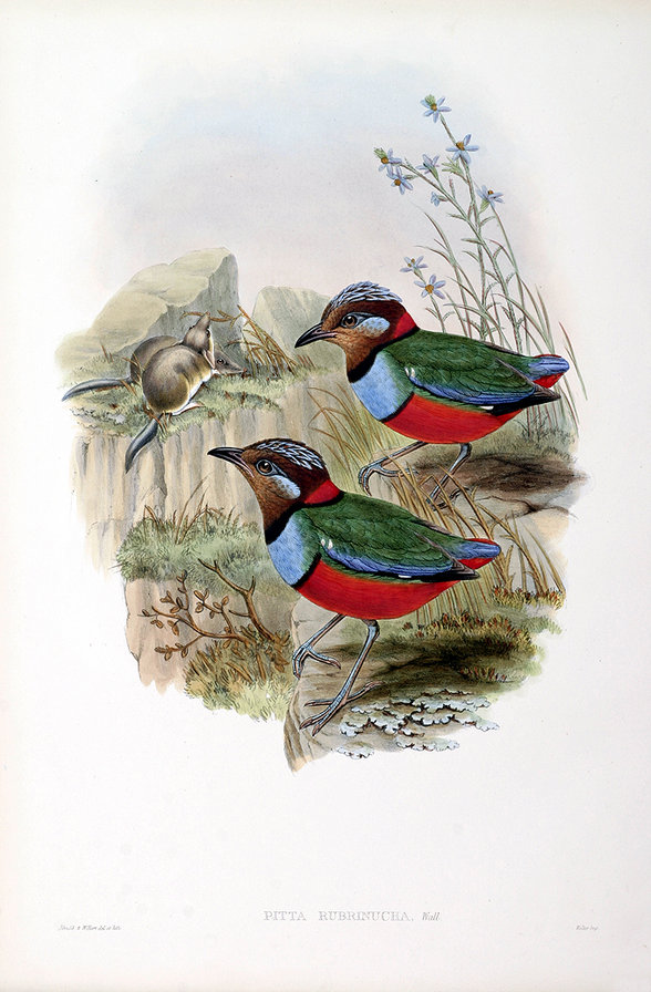 Серия "Птички-невелички" - птицы, мышки, пейзаж - оригинал