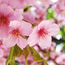 Схема вышивки «сакура»