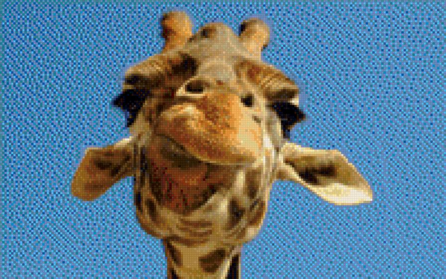 морда жирафа - животные, морда - предпросмотр