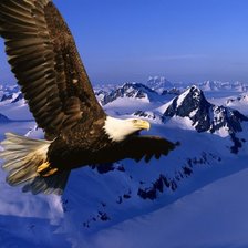 орел на фоне гор