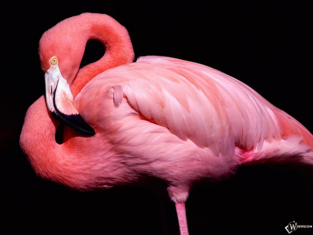розовый фламинго - птицы - оригинал