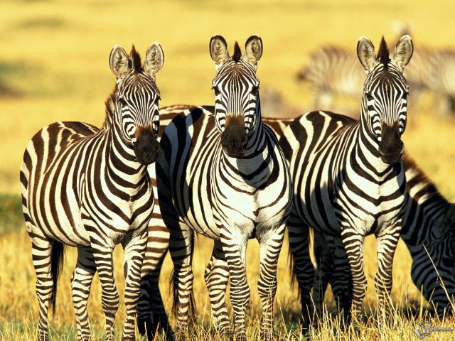 три зебры - животные - оригинал