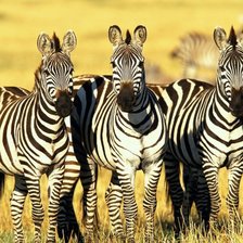 три зебры