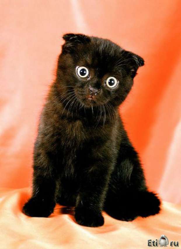 Забавный котенок - животные, коты, юмор - оригинал