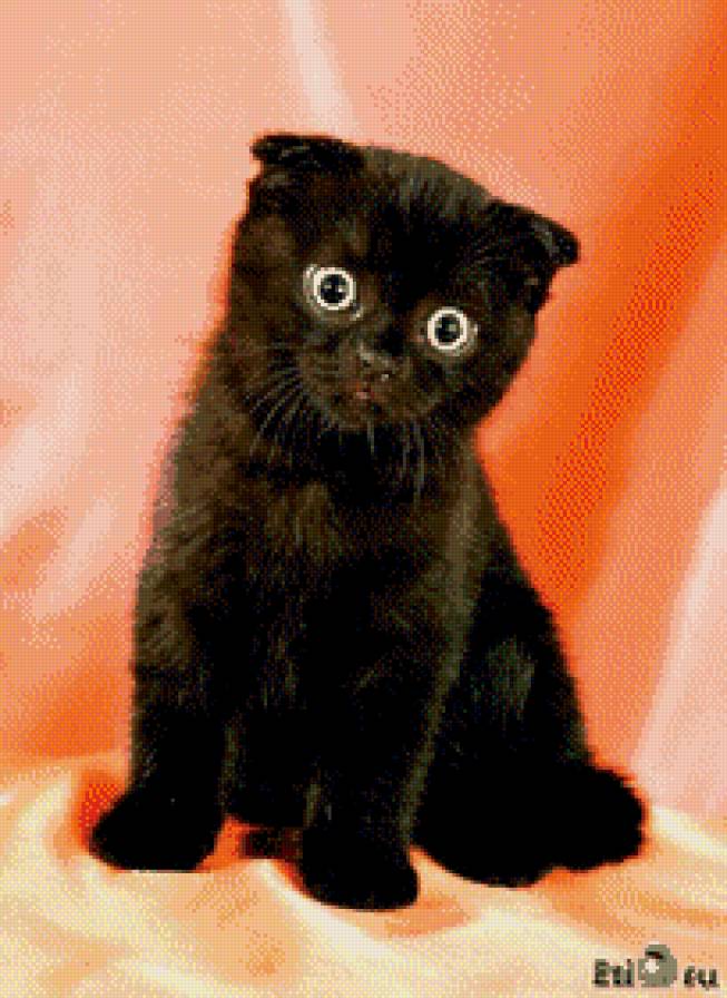 Забавный котенок - юмор, животные, коты - предпросмотр