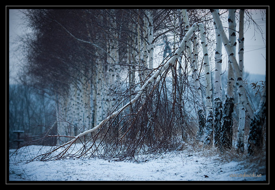 Jesienny pejzaz,bieriozy - оригинал