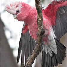 Схема вышивки «№497279»