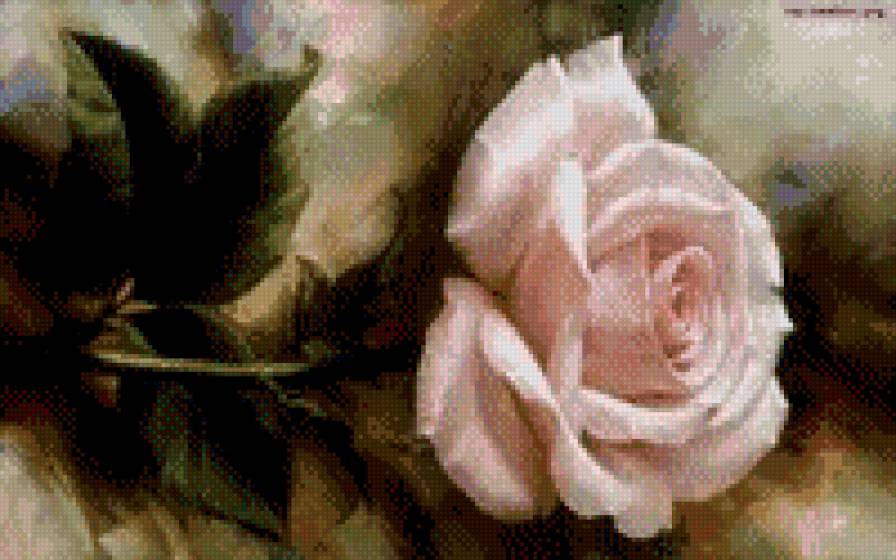 roza - cwety - предпросмотр