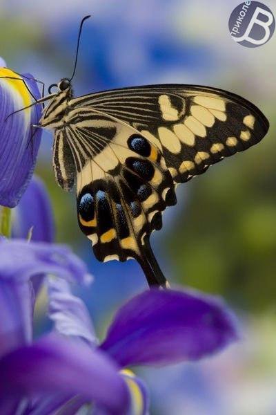 №497388 - оригинал