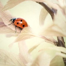 Схема вышивки «№497476»