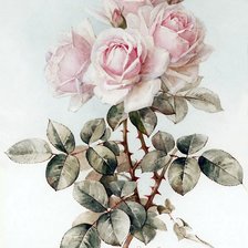Оригинал схемы вышивки «роза» (№497622)