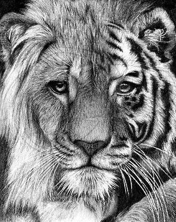 тигролев - животные, хищники, лев, тигр - оригинал
