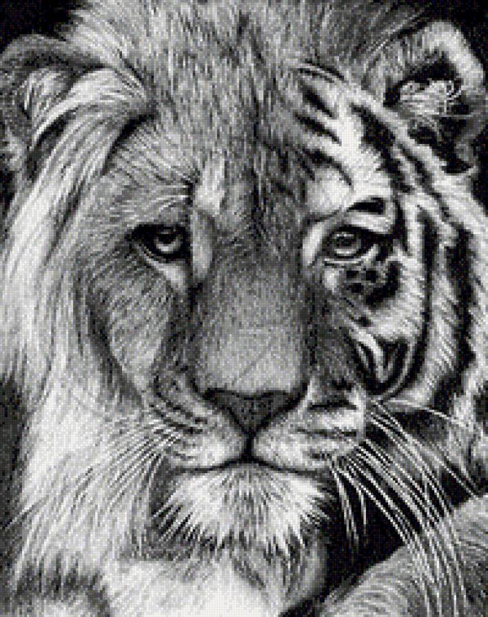 тигролев - хищники, тигр, лев, животные - предпросмотр