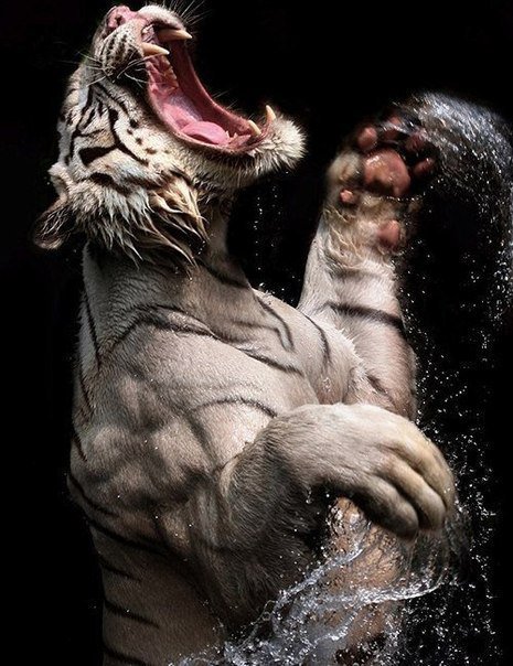 №497719 - оригинал