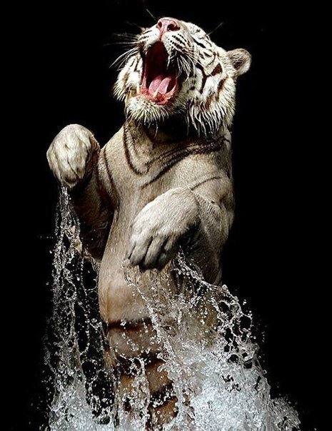 №497724 - оригинал