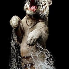 Схема вышивки «№497724»