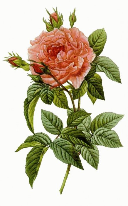 Роза - роза, цветы - оригинал