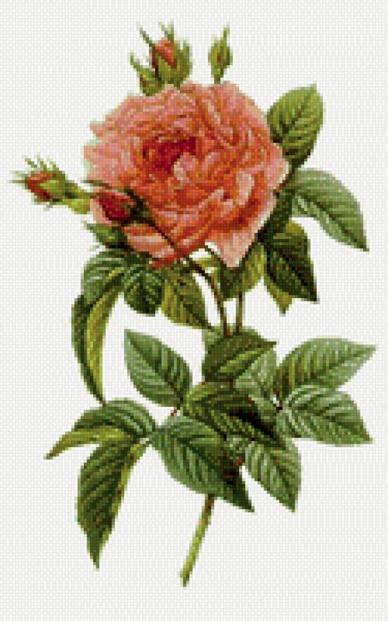 Роза - цветы, роза - предпросмотр