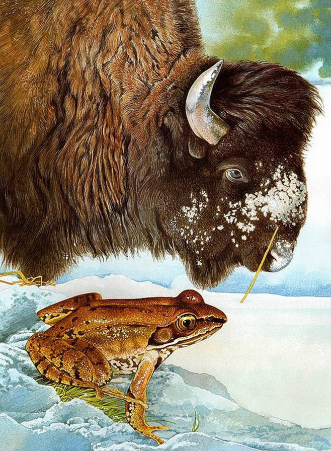 Лягушка и зубр - животные, природа - оригинал