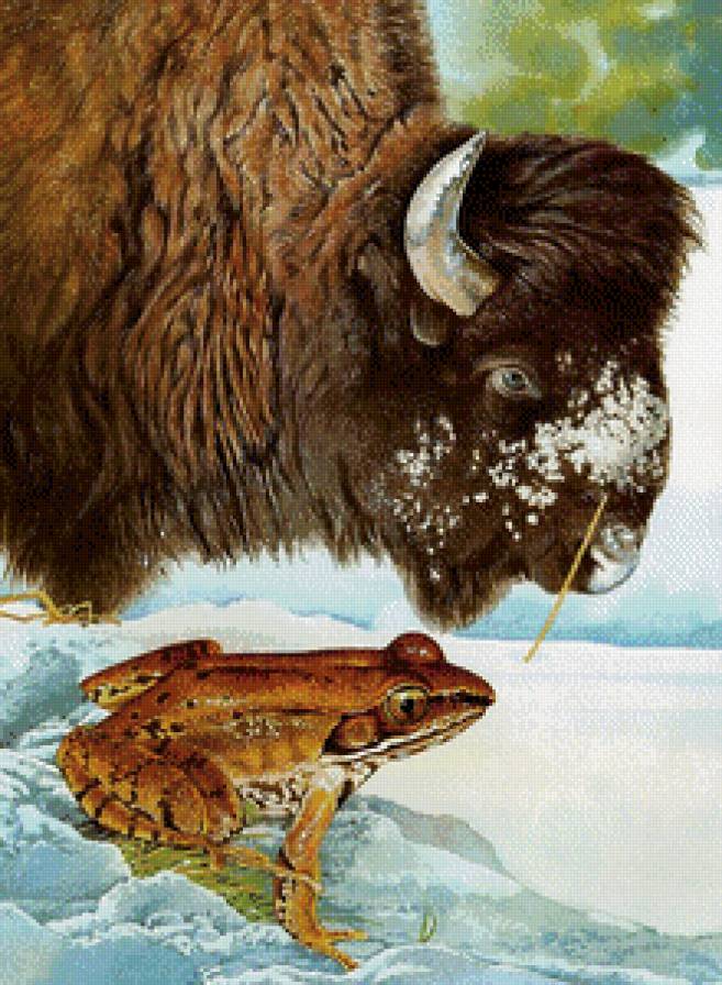 Лягушка и зубр - природа, животные - предпросмотр