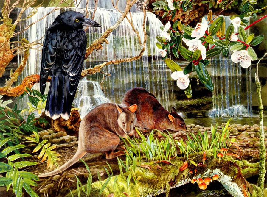 Ворон - животные, природа, ворон, птица - оригинал